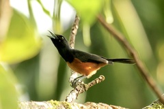 Monarcha castaneiventris
