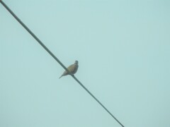 Streptopelia tranquebarica