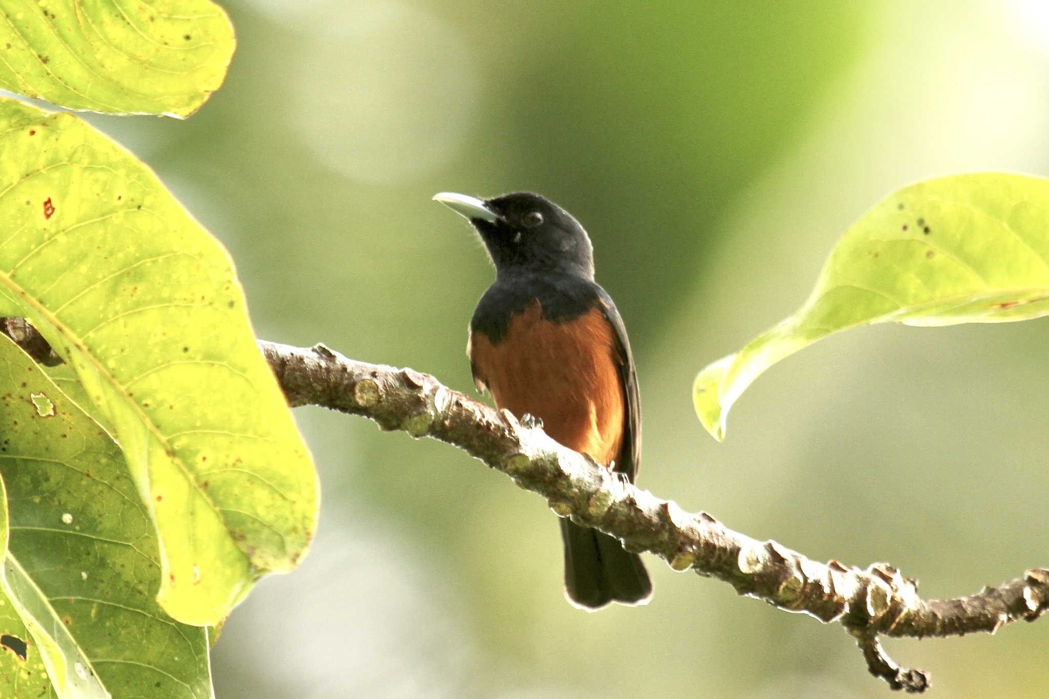 Chestnut-bellied Monarch illustration