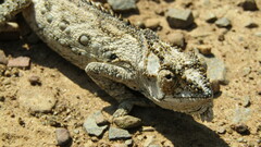 Bradypodion occidentale