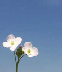Cardamine flexuosa