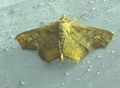 Lopharthrum comprimens