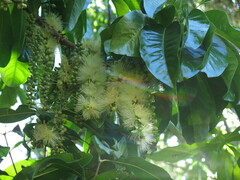 Barringtonia calyptrata
