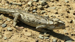 Bradypodion occidentale