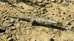 Bradypodion occidentale