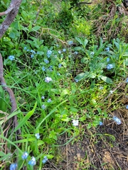 Myosotis arvensis