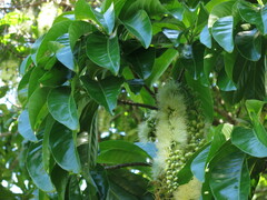 Barringtonia calyptrata