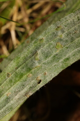 Golovinomyces sordidus