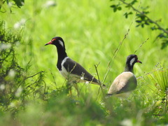 Vanellus indicus