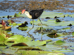 Irediparra gallinacea