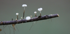 Gloiocephala