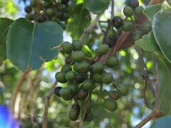 Smilax australis