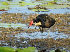 Irediparra gallinacea
