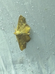 Lopharthrum comprimens