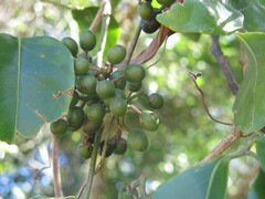 Smilax australis