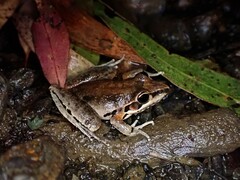 Litoria latopalmata