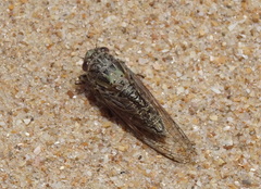 Physeema labyrinthica