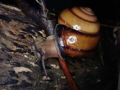 Sphaerospira fraseri