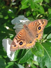 Junonia evarete