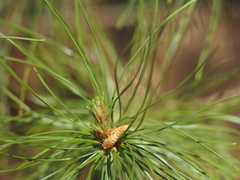 Pinus radiata