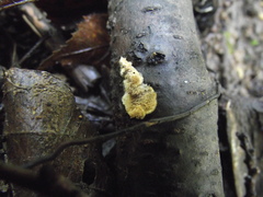 Antrodiella