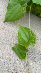 Mikania micrantha