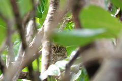 Otus elegans botelensis