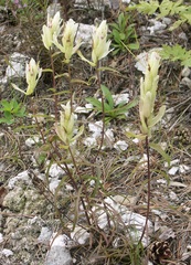 Castilleja lapponica