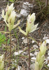 Castilleja lapponica