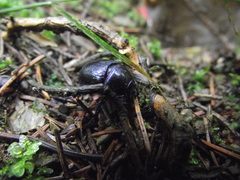 Anoplotrupes