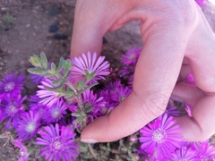 Drosanthemum hispidum