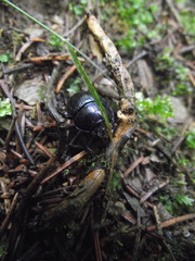 Anoplotrupes