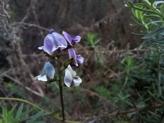 Glycine