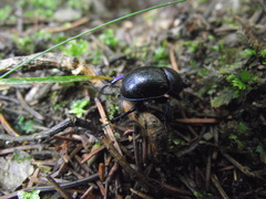 Anoplotrupes
