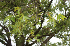 Carya illinoinensis