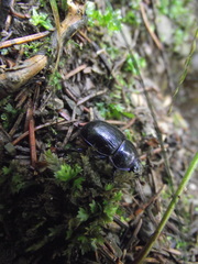 Anoplotrupes