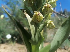 Pterygodium inversum