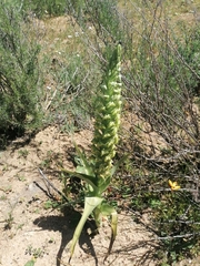 Pterygodium inversum