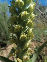 Pterygodium inversum