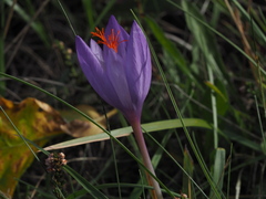 Crocus ligusticus