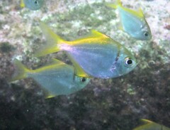 Schuettea scalaripinnis