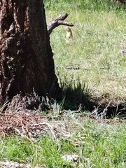 Urocitellus undulatus