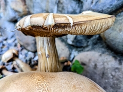 Macrocybe gigantea