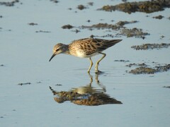 Calidris subminuta