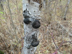 Daldinia concentrica