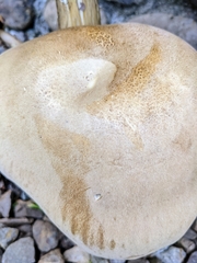 Macrocybe gigantea