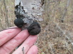 Daldinia concentrica