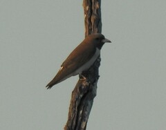 Artamus leucorynchus