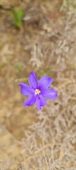 Aristea africana