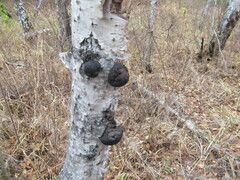 Daldinia concentrica